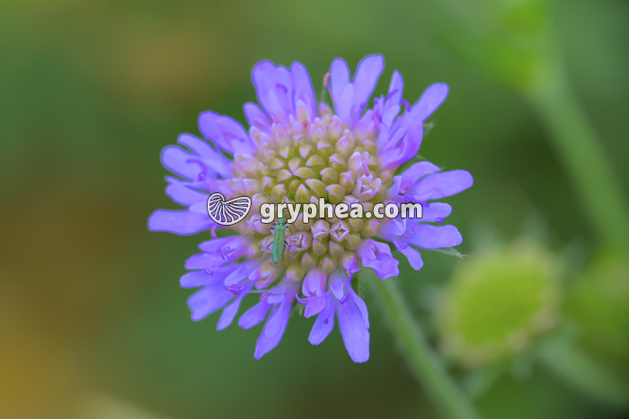 Scabieuse (Knautia arvensis) - gryphea.org